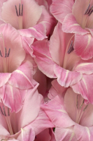 53. Best Pink Flowers.jpg